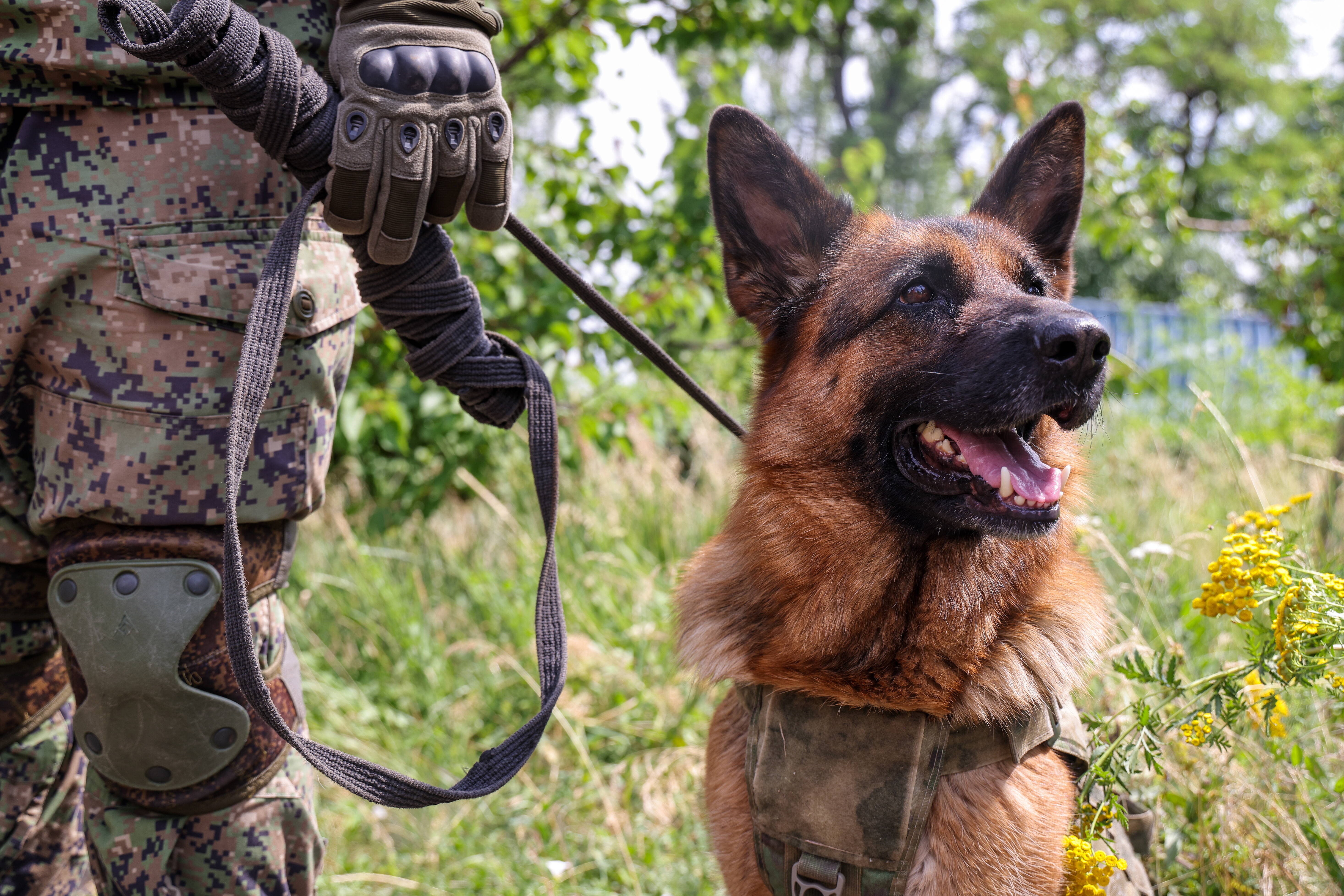 Bericht: Russen wollten Hunde mit Bomben als Selbstmordattentäter in der Ukraine einsetzen!