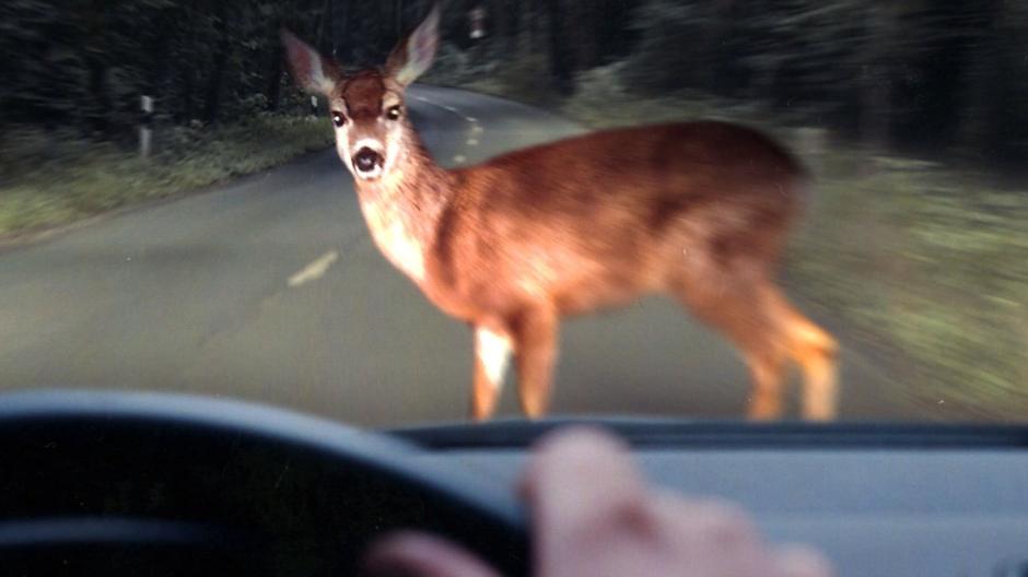 Tödlicher Wildunfall! Junge stirbt - Autofahrer versucht Reh auszuweichen und Wagen überschlägt sich