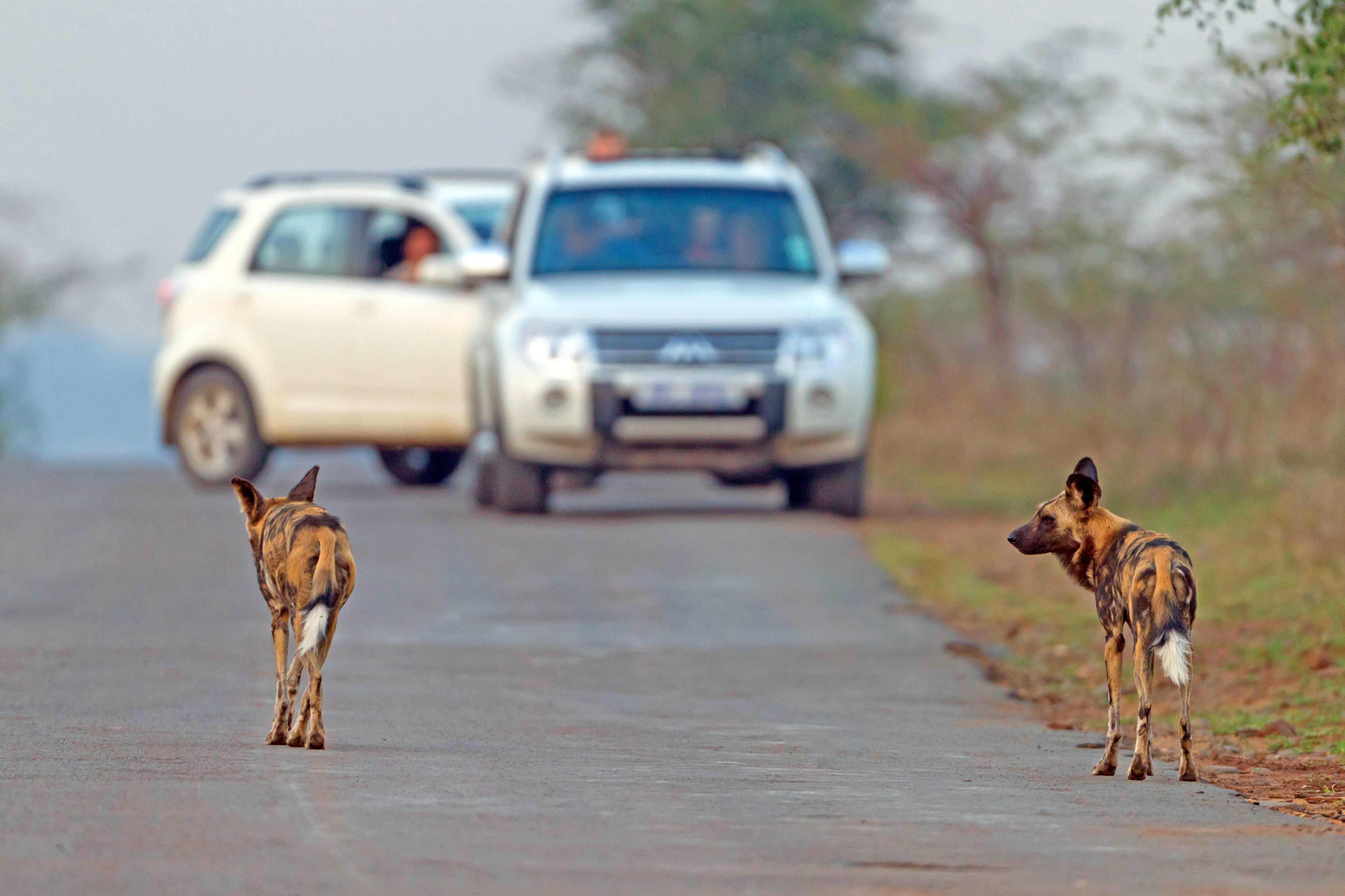 Schüsse auf Deutsche Urlauber! Deutsche Touristen auf dem Weg in Luxus-Resort ausgeraubt!