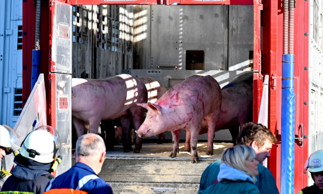 Vollsperrung! 106 Schweine blockieren Bahnstrecke und Bundesstraße! Chaos für Pendler!